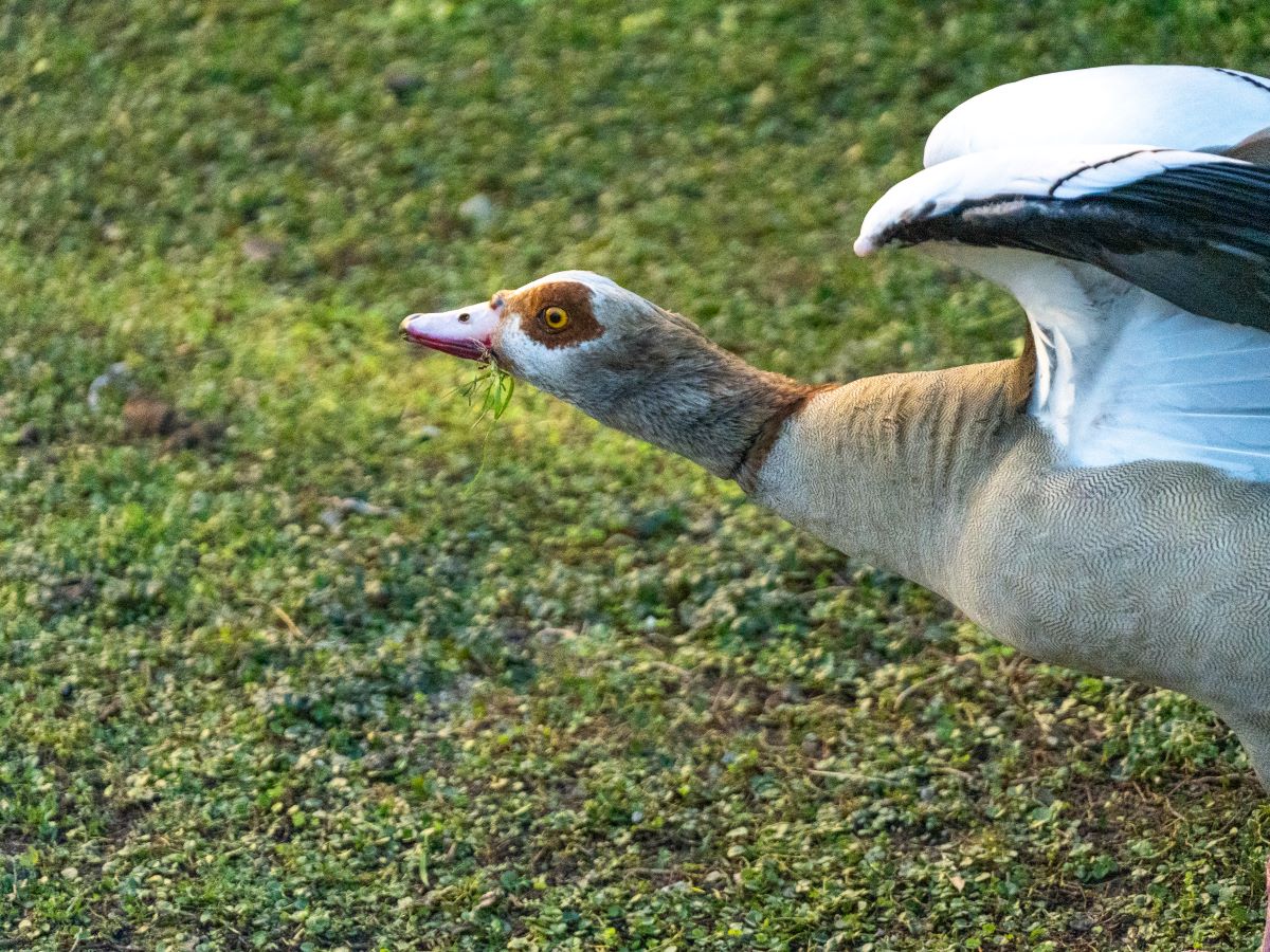 Landing goose