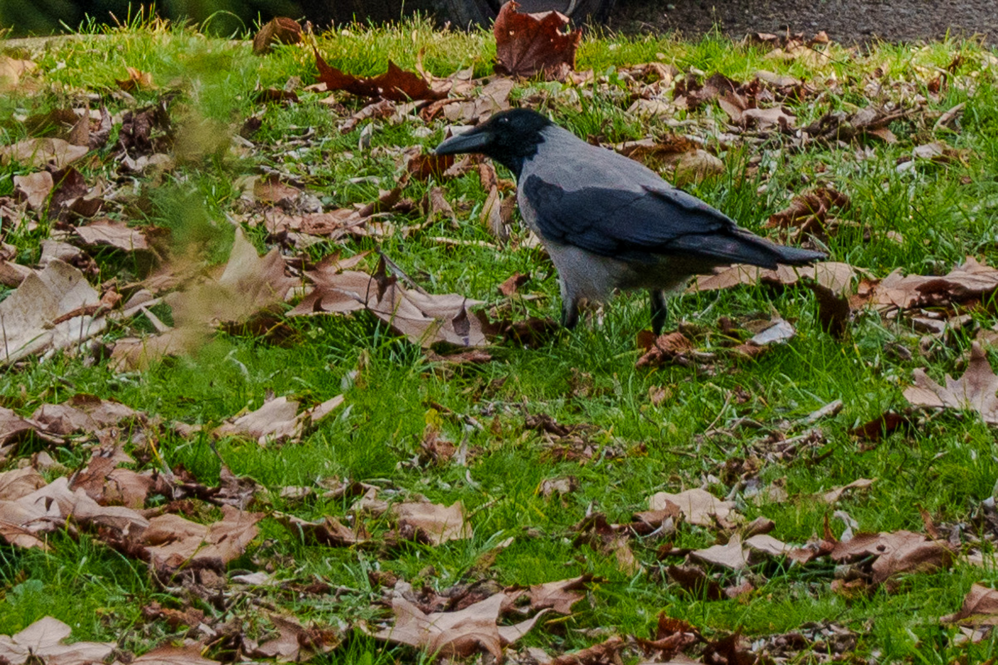 Raven