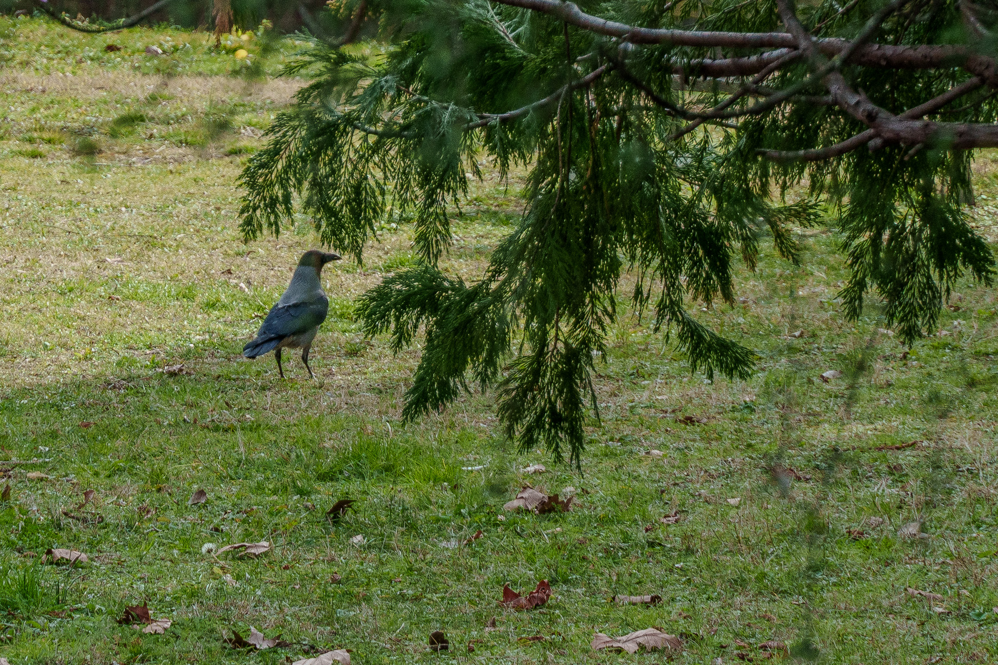 Raven 2
