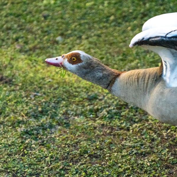Landing goose