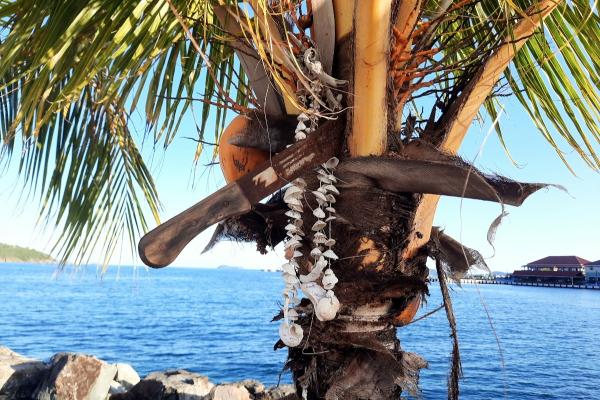 Palm on the dock