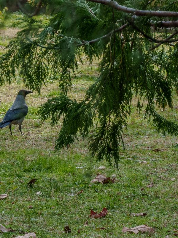 Raven 2