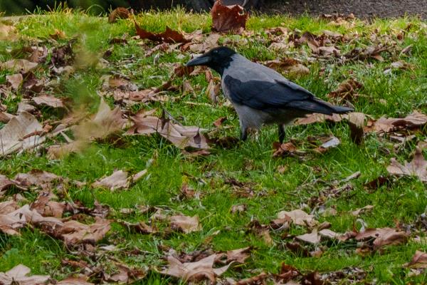 Raven