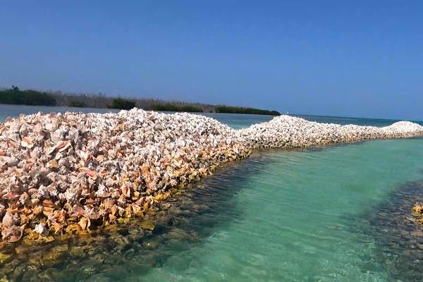 Shell Island